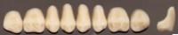 Bioform IPN 20 Upper Posterior Mould 29L (1 X 8)